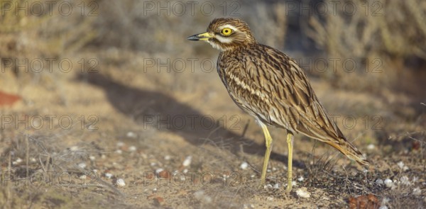 Curlew, Animals, Birds, (Burhinus oedicnemus), Biotope, Habitat, Foraging, Curlew family, Canary Islands, Lanzarote, Canary Islands, Spain, Europe