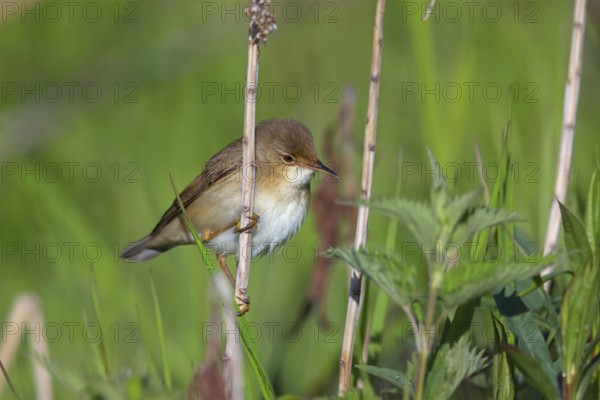 Reed Warbler, subspecies scirpaceus, (Acrocephalus scirpaceus scirpaceus), (Acrocephalus scirpaceus), animals, birds, songbirds, Hockenheim, Baden-Württemberg, Federal Republic of Germany