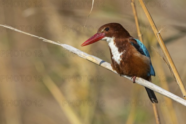 Brown kingfisher, (Halcyon smyrnensis), family of kingfishers, on perch, animals, birds, Israel, Asia