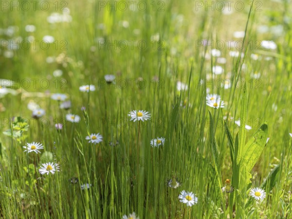 Daisies, daisies (Bellis perennis) between grasses, Offenbach am Main, Lower Saxony, Germany, Europe
