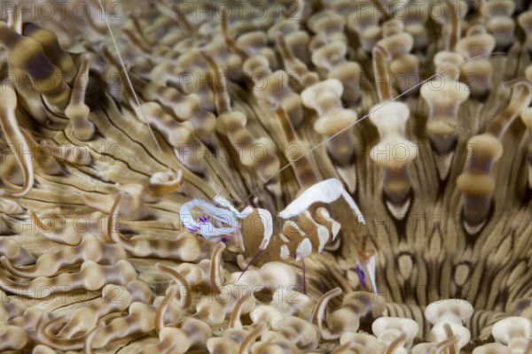 Partner shrimp in anemone, Periclimenes magnificus, Raja Ampat, West Papua, Indonesia, Asia