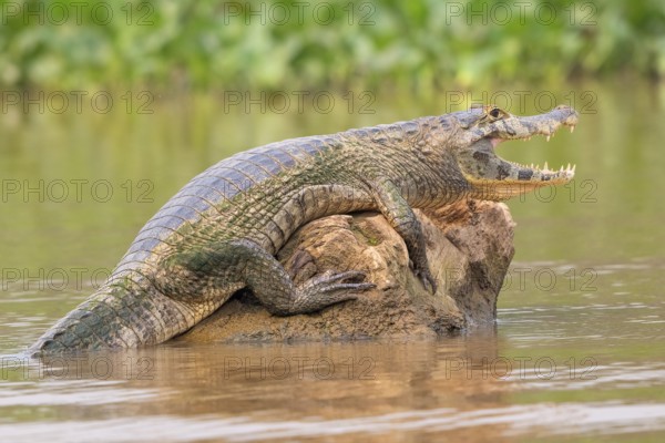 Spectacled caiman (Caiman crocodilus yacara), Crocodile (Alligatoridae), crocodile (Crocodylia), sunbathing on rocks, Pantanal, inland, wetland, UNESCO Biosphere Reserve, World Heritage Site, wetland, Mato Grosso, Brazil, South America