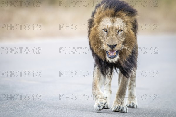Male Lion walking towards the camera in the Kruger National Park, South Africa, Africa