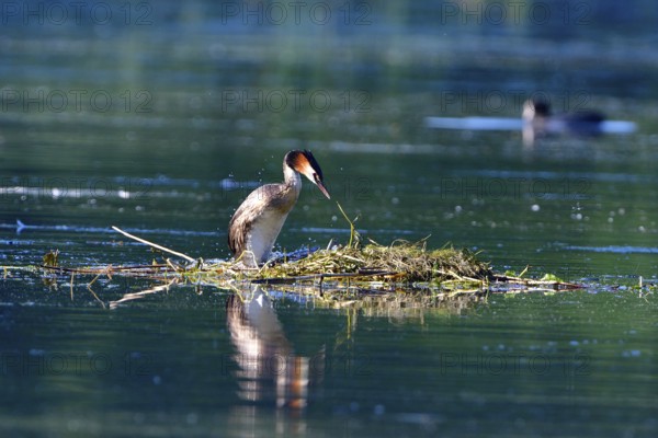 A Great Crested Grebe (Podiceps cristatus) on a nest.Great Crested Grebe on its nest