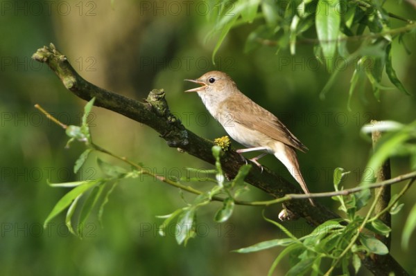 Thrush nightingale, Thrush singing on a tree in the morning. Thrush in the morning