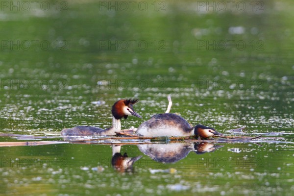 Pairing of the Great crested grebe. Great crested grebe mating