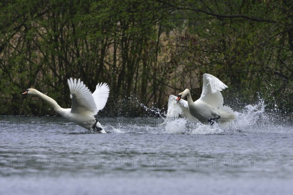 Mute swan in fight. Mute swans in defence of their territory