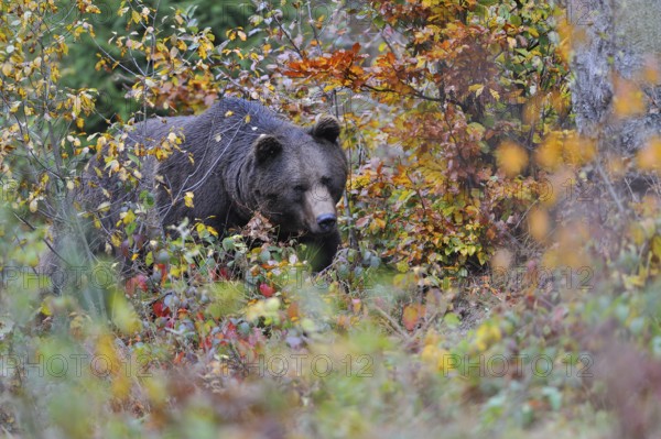 Brown bear, Bavarian Forest National Park, Germany, European Brown bear, Europe