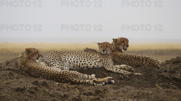 Young cheetahs on the lookout in the Serengeti in Tanzania