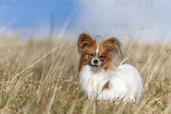 Continental Toy Spaniel on a walk in a meadow. France
