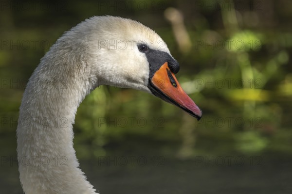 Mute Swan (Cygnus olor) portrait in the sunlight. Bas-Rhin, Collectivite europeenne d'Alsace, Grand Est, France, Europe