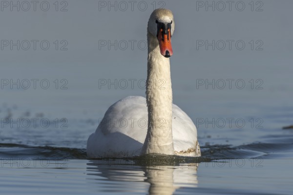 Mute swan (Cygnus olor) swimming on the water of a lake, Bas-Rhin, Alsace, Grand Est, France, Europe