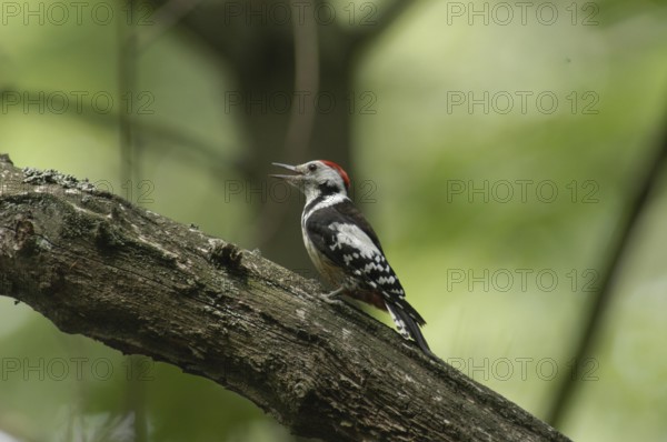 Middle spotted woodpecker (Dendrocopos medius)