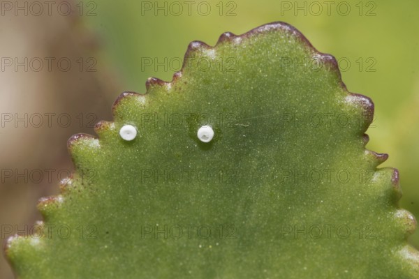 Fat-hen blue (Scolitantides orion)