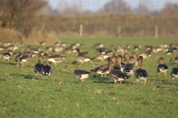 Tundra shelduck (Anser fabalis)