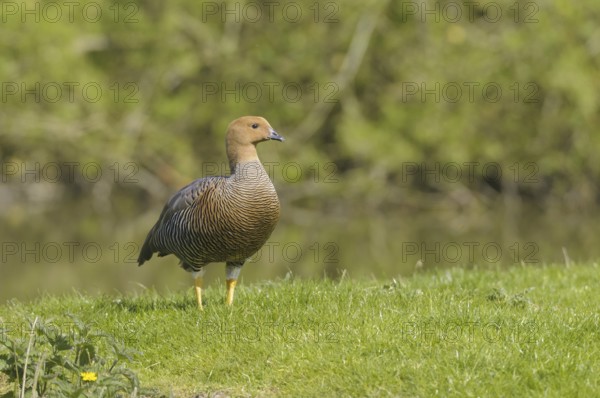 Female Magellanic Goose (Chloephaga picta)