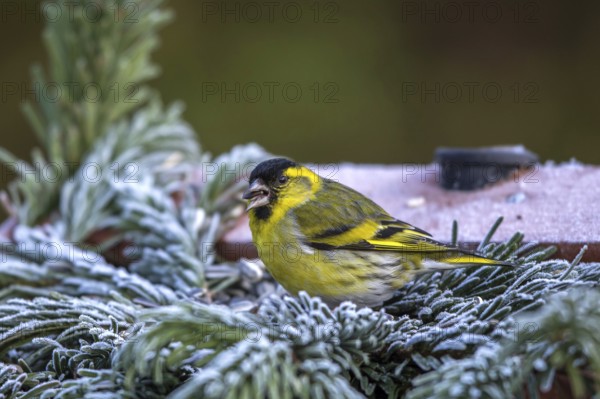 Siskin - male at the feeder (Spinus spinus)
