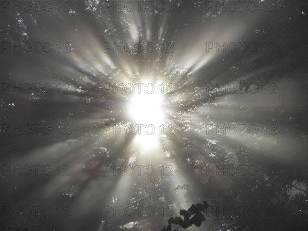 Fog star