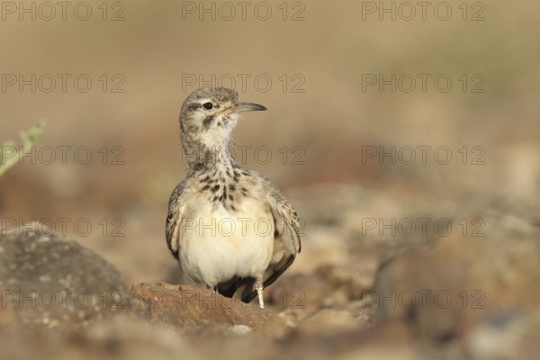 Desert Sandpiper Lark (Alaemon alaudipes)