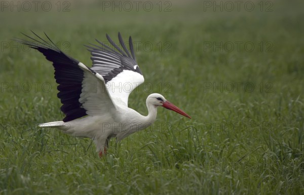 White stork (Ciconia ciconia)