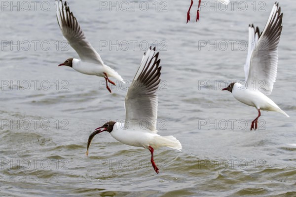 Black-headed gull with fish (Larus ridibundus)
