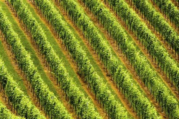 Beautiful rows of grapes before harvesting. Austria Slovenia area Sulztal, Gamliz, Spicnik. Background green patterns, rows of grape plants