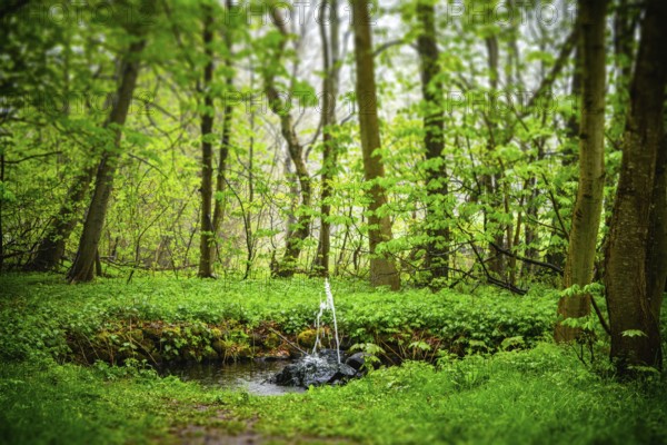 Small fountain in a green forest in the spring with moist on the leaves