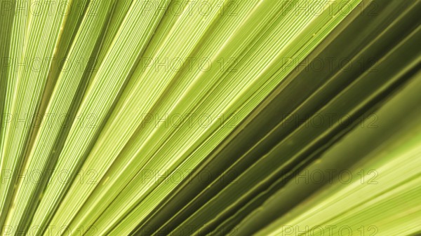 Palm leaf texture for background. Summer holiday and tropical nature concept