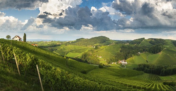 Vineyard panorama on an Austrian countryside, Styrian Tuscany. Wine road through south. Stormy summer weather