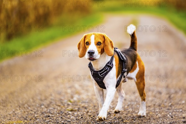 Beagle dog walks down a path between fields. Dog outdoors portrait