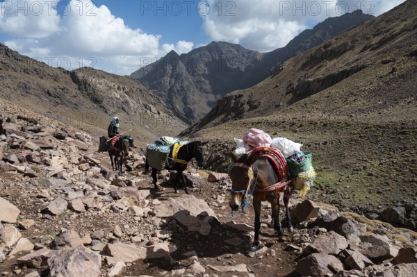 TOUBKAL NATIONAL PARK, MOROCCO - SEPTEMBER 30, 2024: Men on mules at the trail to Toubkal, the highest mountain in North Africa