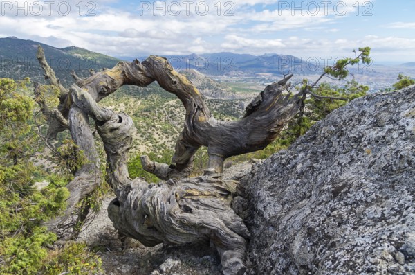 Twisted trunk of a broken relic dried pine. Crimea
