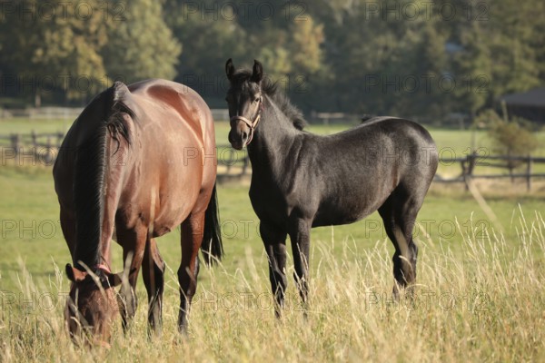 Foal in a meadow against the trees in the morning, Poland, Europe