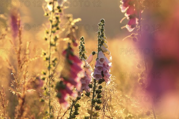Purple foxglove, Digitalis purpurea during sunrise