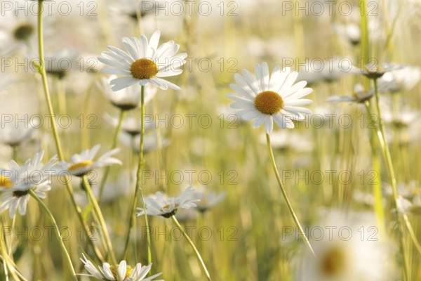 Daisies on a spring meadow at dawn