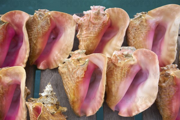 Caribbean seashells on a wooden pier over turquoise sea in Mexico