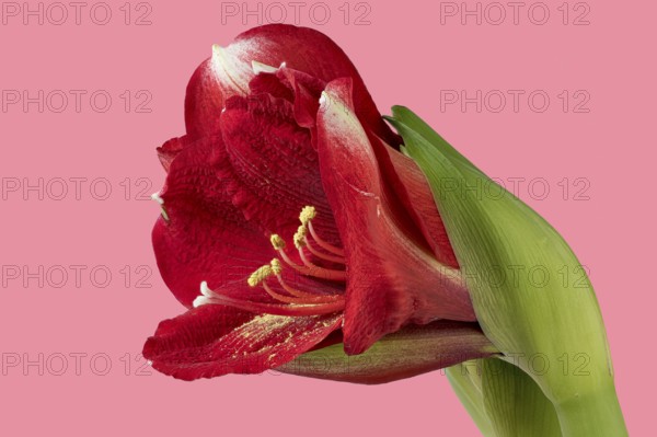 Knight's star hybrid on a pink background, incorrectly labelled as Amaryllis Red Hippeastrum hybrid on pink background.The cultivars are often sold as