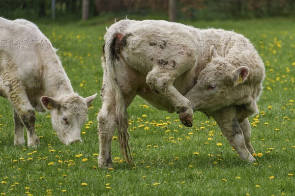 Calf raises its leg on a green pasture with dandelions, another calf nearby, weseke, münsterland, germany