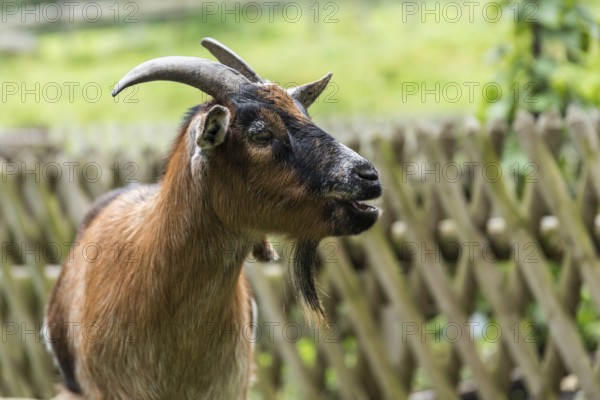 Close-up of a beautiful goat with goatee bleating in the garden