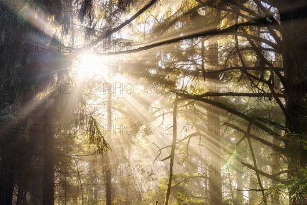 Sunlight streams through trees at sunset
