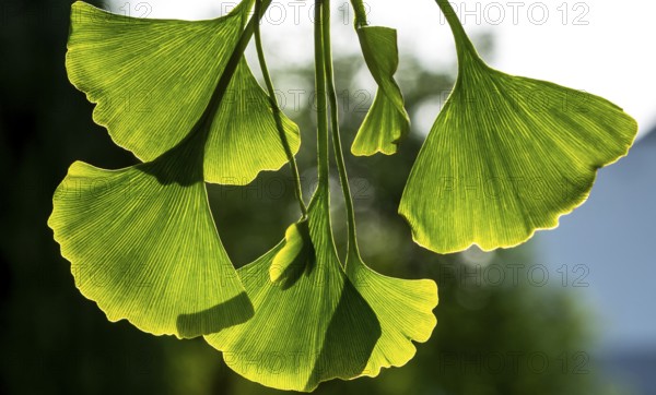 Green ginkgo leaves. Gingko foliage backlit. Close up