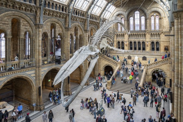 London, UK, March 23, 2024 : The blue whale skeleton in the Natural History Museum. Hintze hall. London.UK