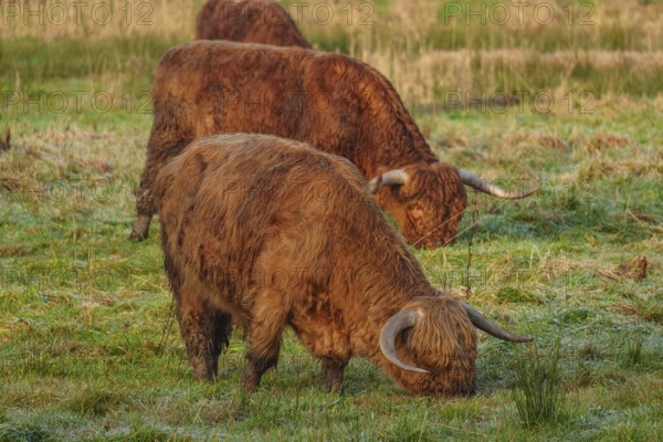 Two brown cattle lower their horns while eating grass on a frosty pasture, Velen, münsterland, North Rhine-Westphalia, Germany, Europe