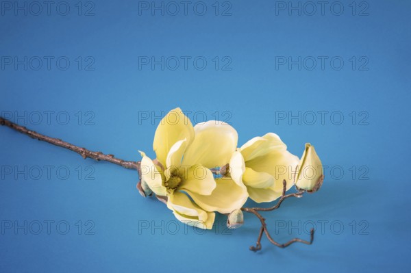 An image of some yellow magnolia flowers on turquoise background