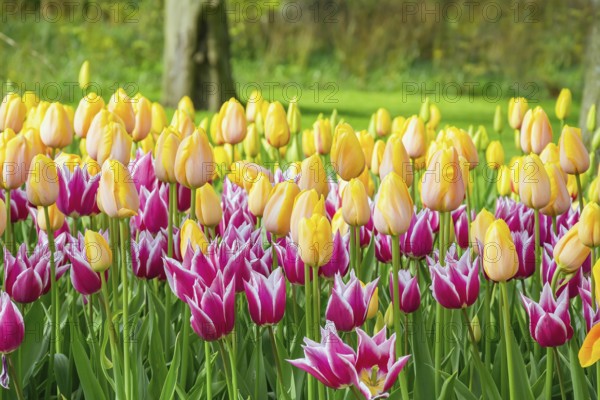 Flowerbed of tulips in the garden. Springtime in Netherlands Lisse, Netherlands