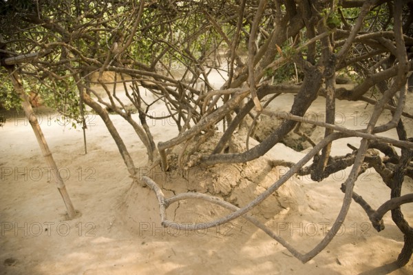 Tree in nidhivan, vrindavan, uttar pradesh, india, asia