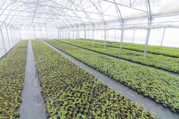 Greenhouse plant nursery. Spring Seedlings, Young plants growing