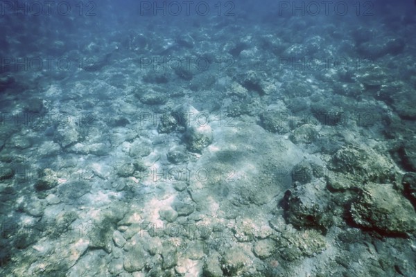 Sea Life Underwater rocks Sunlight, Underwater Life