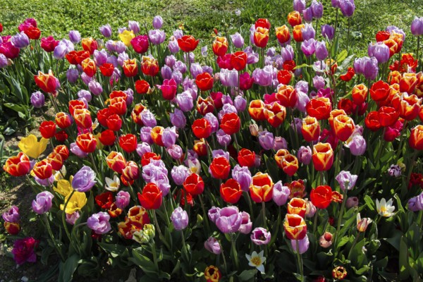 Blooming tulips flowers in as floral plant background