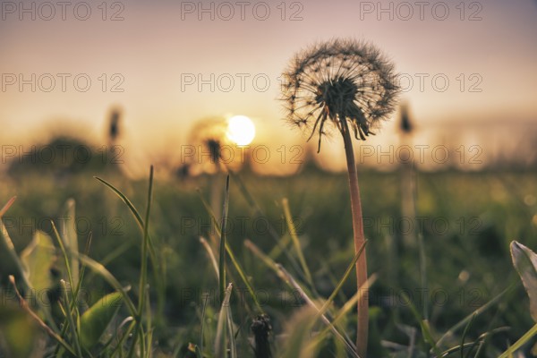 Dandelion, dandelion (Taraxacum) in a meadow at sunset, creating a peaceful evening mood, Groede, Zeeland, Netherlands